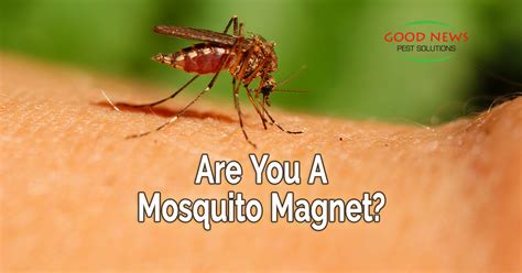 Are You A Mosquito Magnet Pest Control In Venice Fl Good News