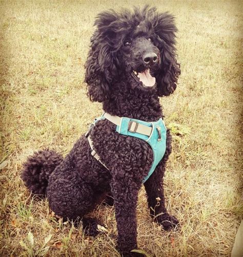 Poodle Haircuts Top 35 Amazing Poodle Cut Images