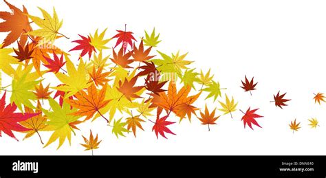 Pattern Of Autumn Maples Leaves Vector Illustration Stock Vector Image