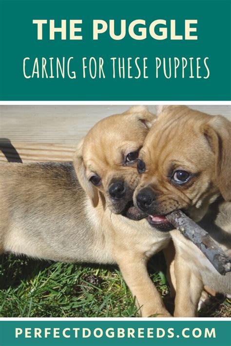 Rspca australia considers the minimum acceptable age for a puppy to be removed from the mother dog. Puggle puppies should be socialized early, very early ...
