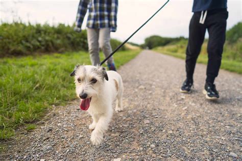 How Often Should You Walk Your Dog