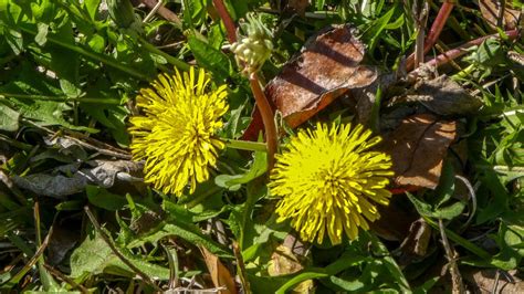Dandelions Ubiquitous Weeds Proliferate Clone Themselves Hilton Head