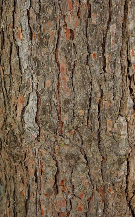Pine Tree Bark Texture — Stock Photo © Slavapolo 1174039