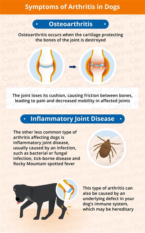 Dog Arthritis Symptoms And Natural Remedies Canna Pet®