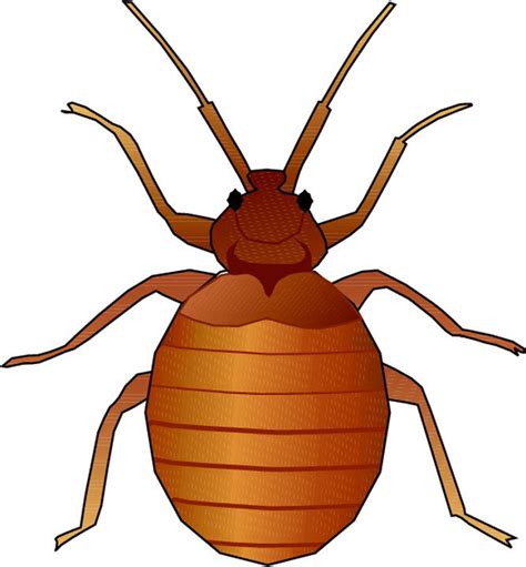 Bedbug clipart 20 free Cliparts | Download images on Clipground 2021