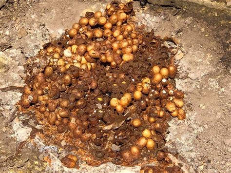 Here's how to tell if you have a bumblebee pest control problem & how to get rid of bumblebees. What a Bumble Bee nest looks like - BUG BUSTERS PEST ...