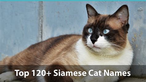 Cats come in countless colors and patterns, but all of them are achieved with just two pigments. Top 120+ Siamese Cat Names