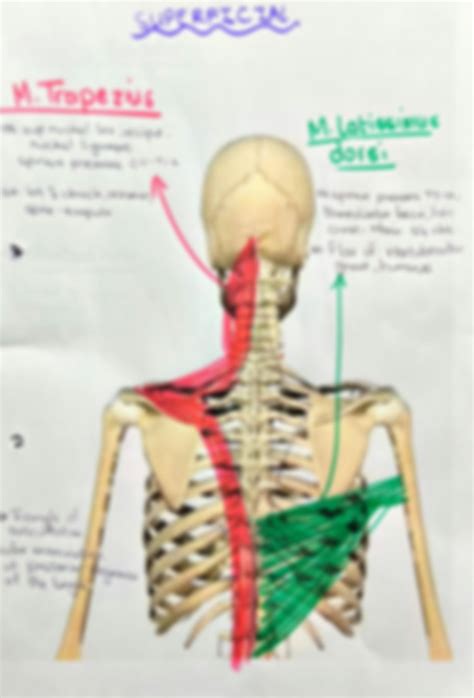 Solution Anatomyaxio Appendicular Muscle Tables And Diagrams Studypool