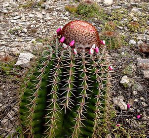 4 cactus plants that will survive the winter. Conclusion - Biology Achievement Standard- 91155 Plant ...