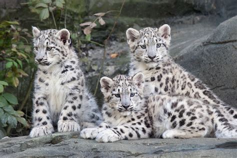Snow Leopard Pictures Kids Search