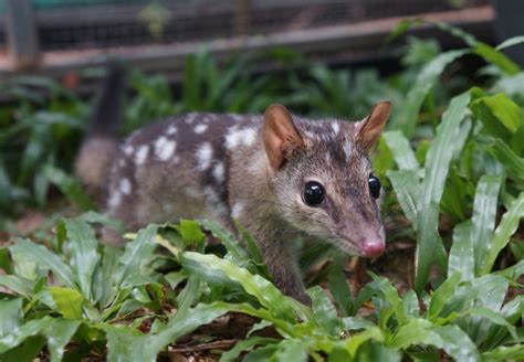 Quoll Vs Toad A Toxic Brew Freds Ecology And Environmental Tales