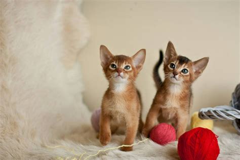 Look at pictures of abyssinian kittens who need a home. Abyssinian Cats For Sale | North Miami Beach, FL #282675