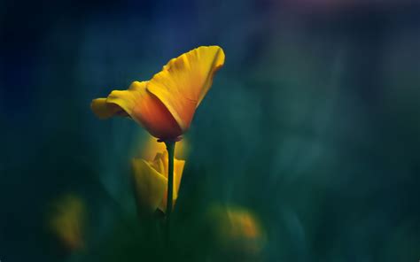 Beautiful hd road wallpaper background images for desktop pc, laptop, mac, android phone, tablet, apple iphone, ipad and other deices. Flower Wallpaper and Background Image | 1680x1050 | ID ...