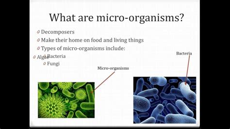 Beneficial And Harmful Effects Of Micro Organisms Youtube