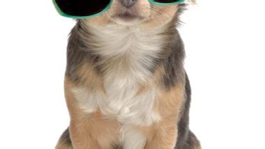 As loving and beloved members of the family, it's important our dogs get the best chance to live long, healthy, and happy lives. Choosing The Right Dog Food For a Chihuahua