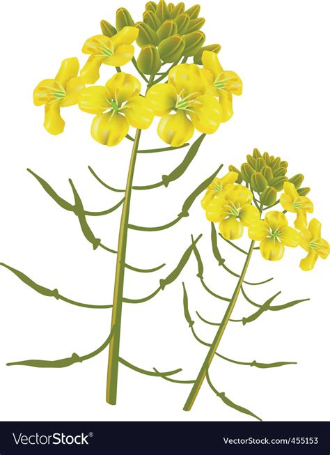 Mustard Flower Royalty Free Vector Image Vectorstock