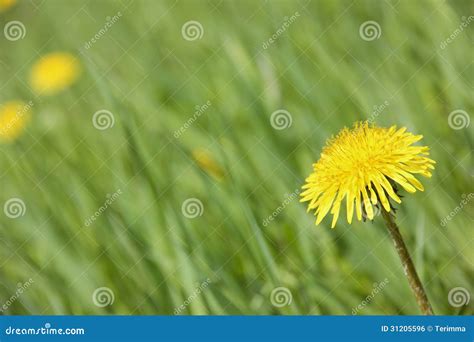 Yellow Dandelion On A Green Background Stock Photo Image Of Grass