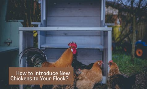 Introducing New Chickens To Your Flock Ultimate Guide Sterling