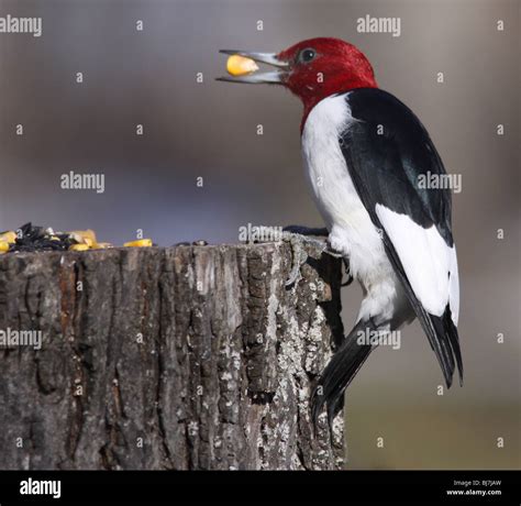 Red Headed Woodpecker Hi Res Stock Photography And Images Alamy