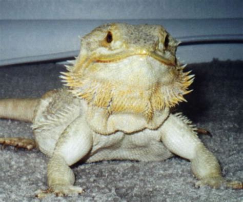 Bearded Dragons Facts