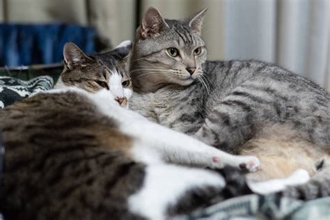 Cats Purrfectly Know Their Feline Friends Names Japanese Study Says