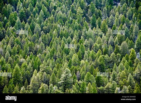 Coniferous Forest Stock Photo Alamy