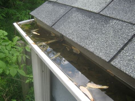 I am installing rain gutters on my garage. How Often Should You Clean Your Gutters? - Fivecoat Roofing | Yamhill County's Roof Repair ...