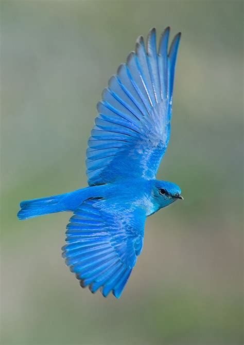 Pin By Melody Girard On Amazing Beautiful Birds Mountain Bluebird