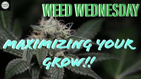 Maximizing Your Grow Weed Wednesday Indoor Garden Update 410