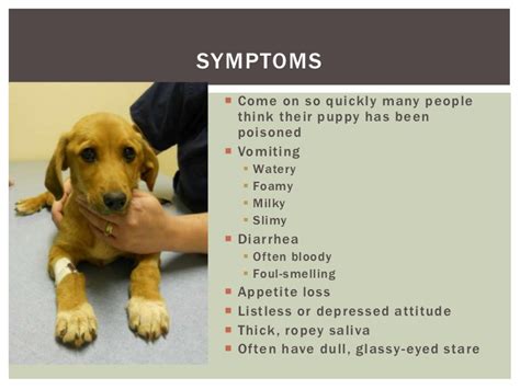 Be especially alert for the signs of illness in puppies. My Puppy Has Parvo! Now What?