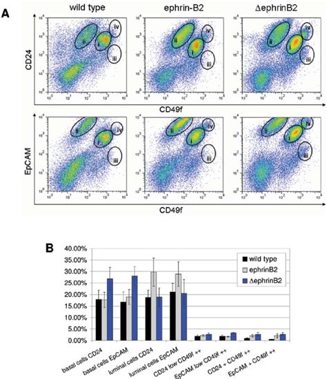 Quantification Of Epithelial Cell Populations In Mammary Glands Of