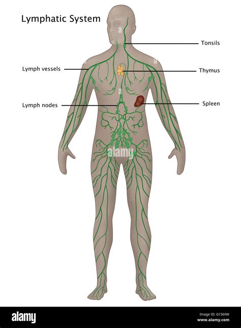Illustration Of The Lymphatic System In The Male Anatomy Labeled Stock
