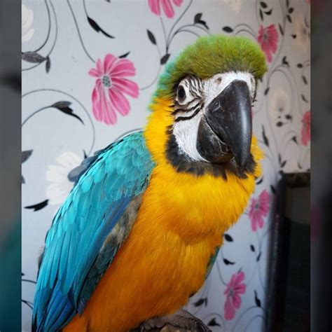 Macaw Birds For Sale Columbus Oh 281900 Petzlover