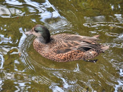 Mareca Falcata Falcated Duck In National Aviary