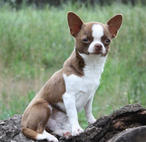 Chihuahua Chihuahua Boston Terrier Terrier