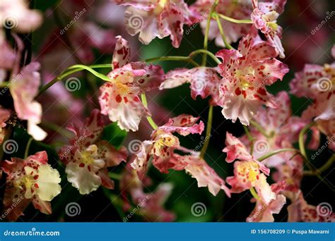 Beautiful Pink Dancing Lady Orchid Or Oncidium With Natural Light