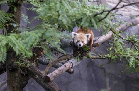 Rusty The Red Panda The Edward Snowden Of Zoo Animals