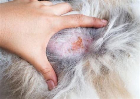 Dog Skin Scabs Hair Loss