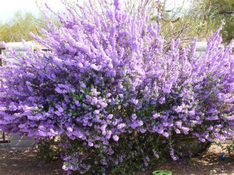 Maybe you would like to learn more about one of these? The Texas Ranger Sage shrub/bushes are blooming all over ...