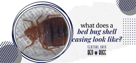 What Does A Bed Bug Shell Casing Look Like Answered