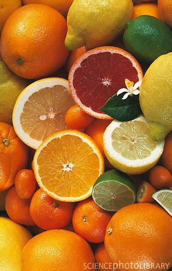 List Of Citrus Fruits