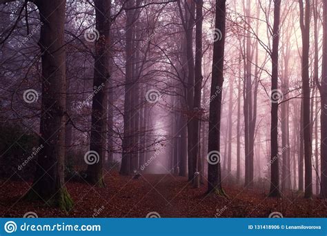 Foggy Autumn Forest In Purple Colors Stock Photo Image Of Hillside