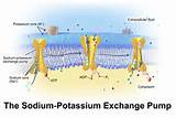 Sodium Potassium Pump Images