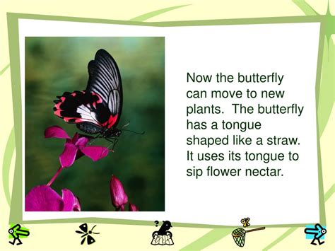 Ppt The Butterfly Story Powerpoint Presentation Free Download Id53519