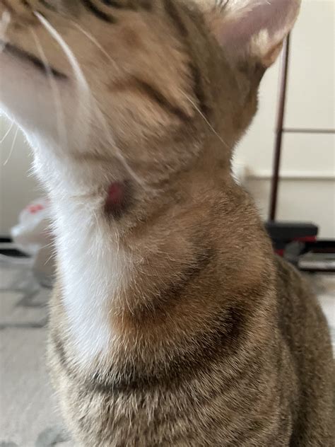 Inflamed Bald Patch On Cats Neck Thecatsite