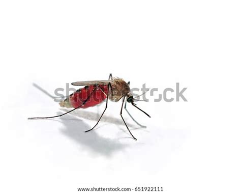 Mosquito Full Blood Zika Dangerous Epidemic Stock Photo 651922111