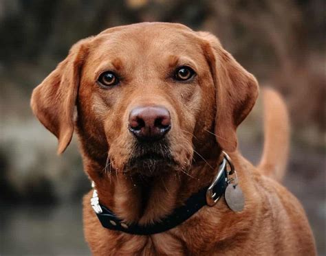 Red Lab Dog Guide To Owning A Fox Red Labrador Retriever K9 Web