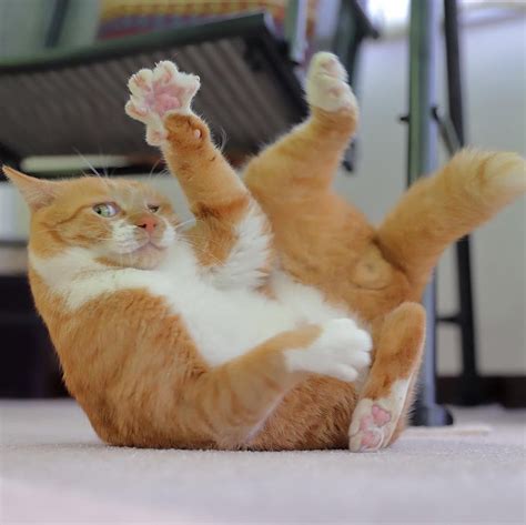 Psbattle Cat In Motion Photoshopbattles