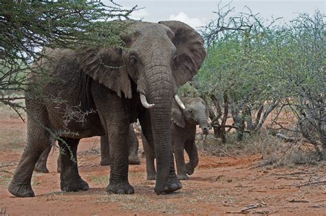 on world elephant day troubling times for african elephants
