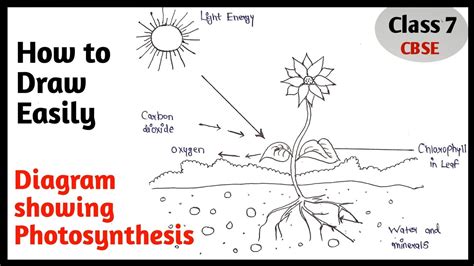How To Draw Photosynthesis Diagram Easily Step By Step For Beginners Class YouTube